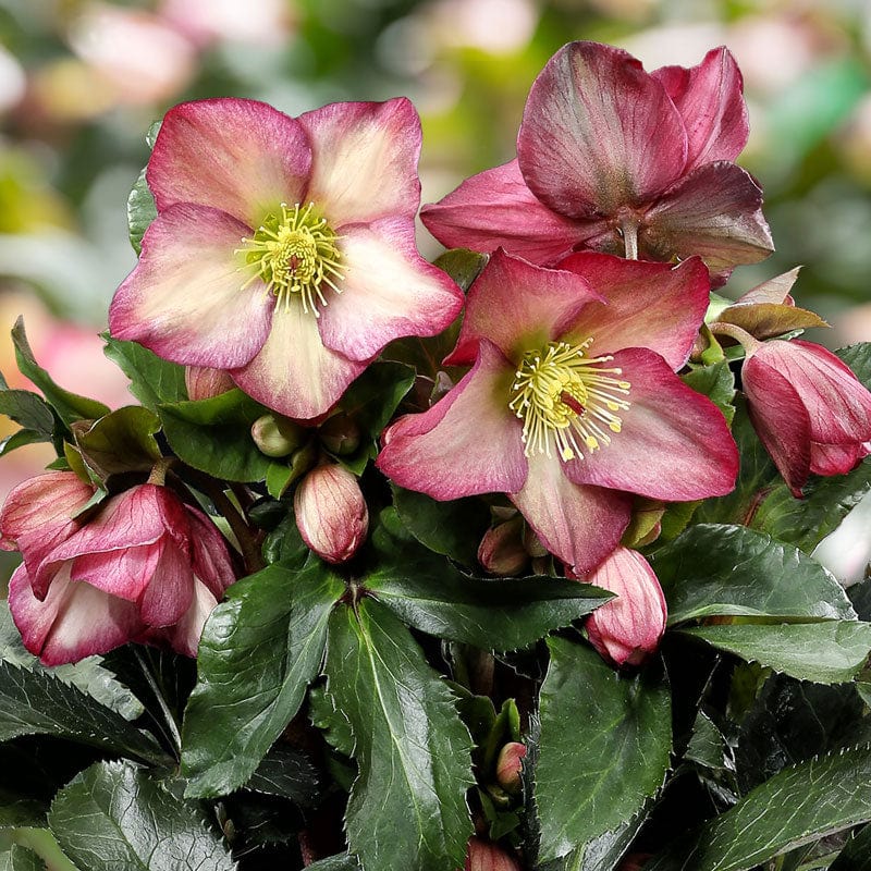 'Rosali' Snow Rose | 'Ice N' Roses®' Series | Hellebore Gold Collection®