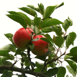 Scrumptious® Apple Tree Fruit Trees