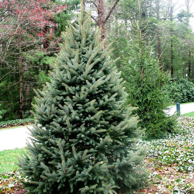 5-6ft Premium Cut Real Christmas Tree | Fraser Fir Christmas Trees