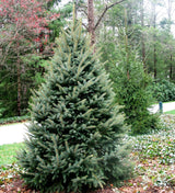 5-6ft Premium Cut Real Christmas Tree | Fraser Fir Christmas Trees