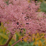 Japanese Angelica Tree | Aralia elata Ornamental Trees