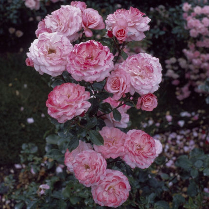 Sexy Rexy' Floribunda Rose Shrubs