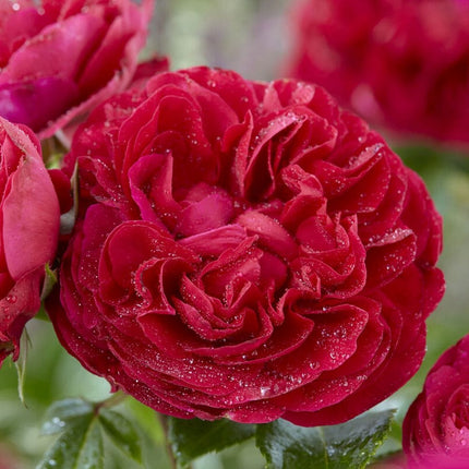 Admiral' Hybrid Tea Rose Shrubs