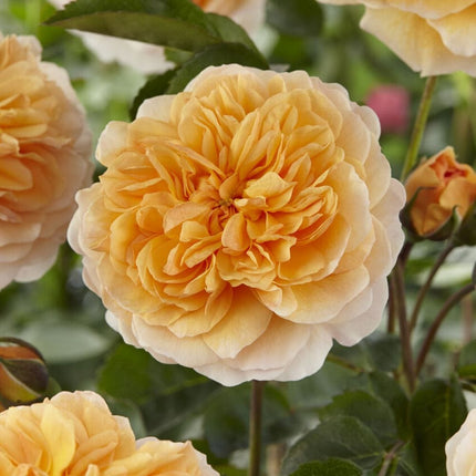 Duchess of Cornwall' Hybrid Tea Rose Shrubs