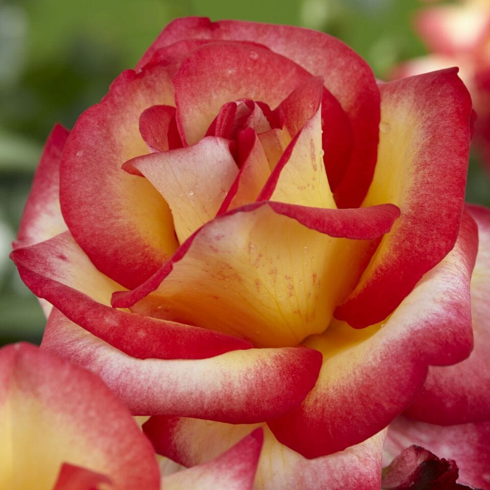 'Firebird' Floribunda Rose - Roots Plants