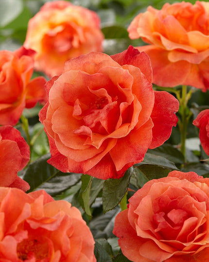 Parade Nicoline' Patio Shrub Rose Shrubs