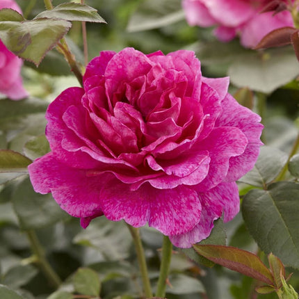 Truly Loved' Floribunda Rose Shrubs