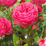 Thank You' Groundcover Rose Shrubs