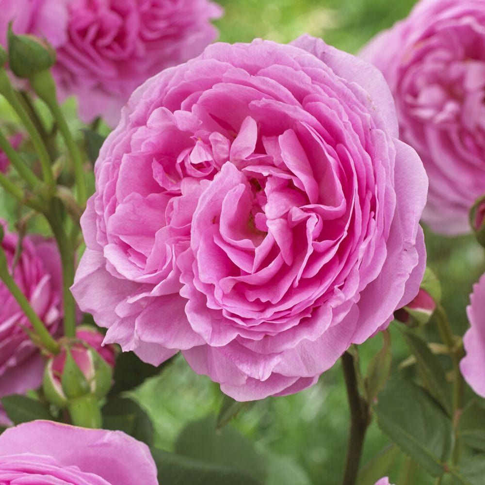 'Pink Martini' Hybrid Tea Rose – Roots Plants