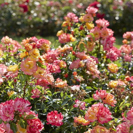 Airbrush' Floribunda Rose Shrubs