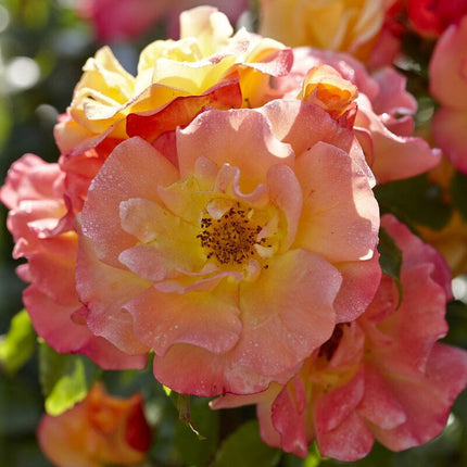 Airbrush' Floribunda Rose Shrubs