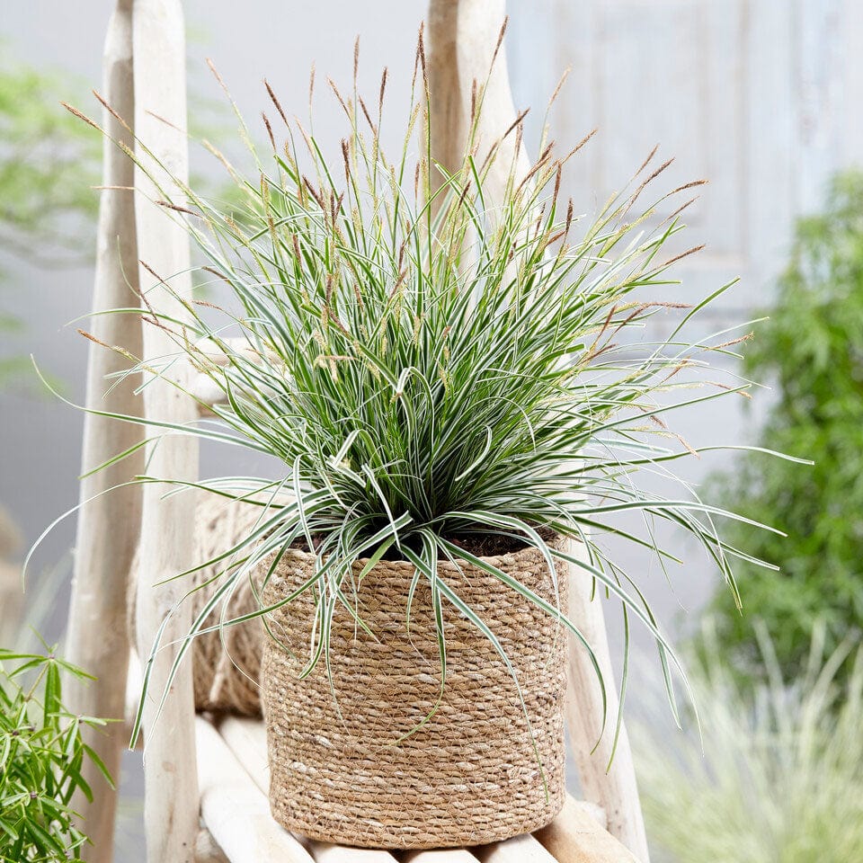 Japanese Sedge | Carex oshimensis 'Everest'