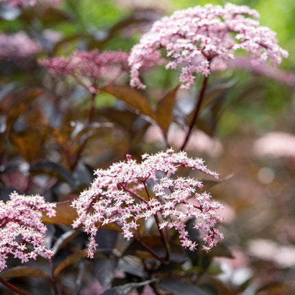 Black Elderberry Tree | Sambucus nigra 'Black Beauty' Ornamental Trees