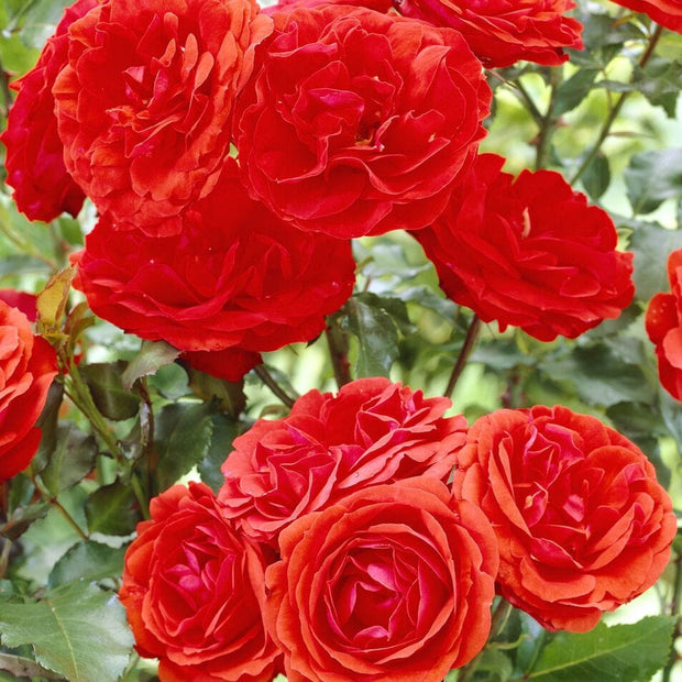 Trumpeter' Floribunda Rose Shrubs