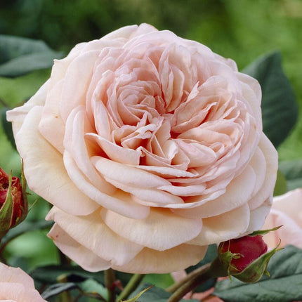 It’s a Wonderful Life' Floribunda Rose Shrubs