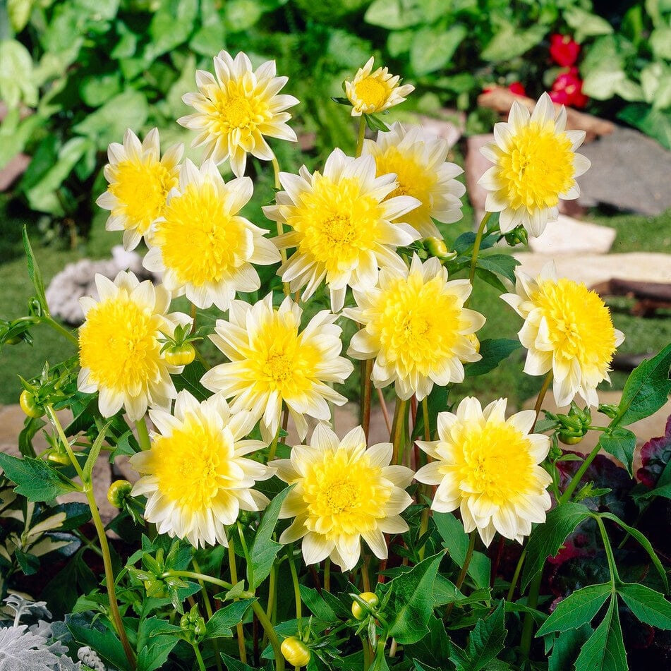 Dahlia 'Paso Doble' – Roots Plants