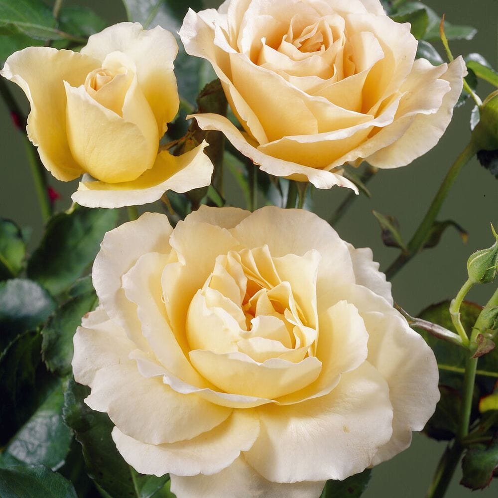 'Queen Bee' Floribunda Rose – Roots Plants