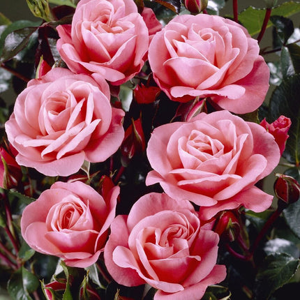 Nautica' Floribunda Rose Shrubs