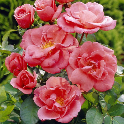 Secret Smile' Floribunda Rose Shrubs