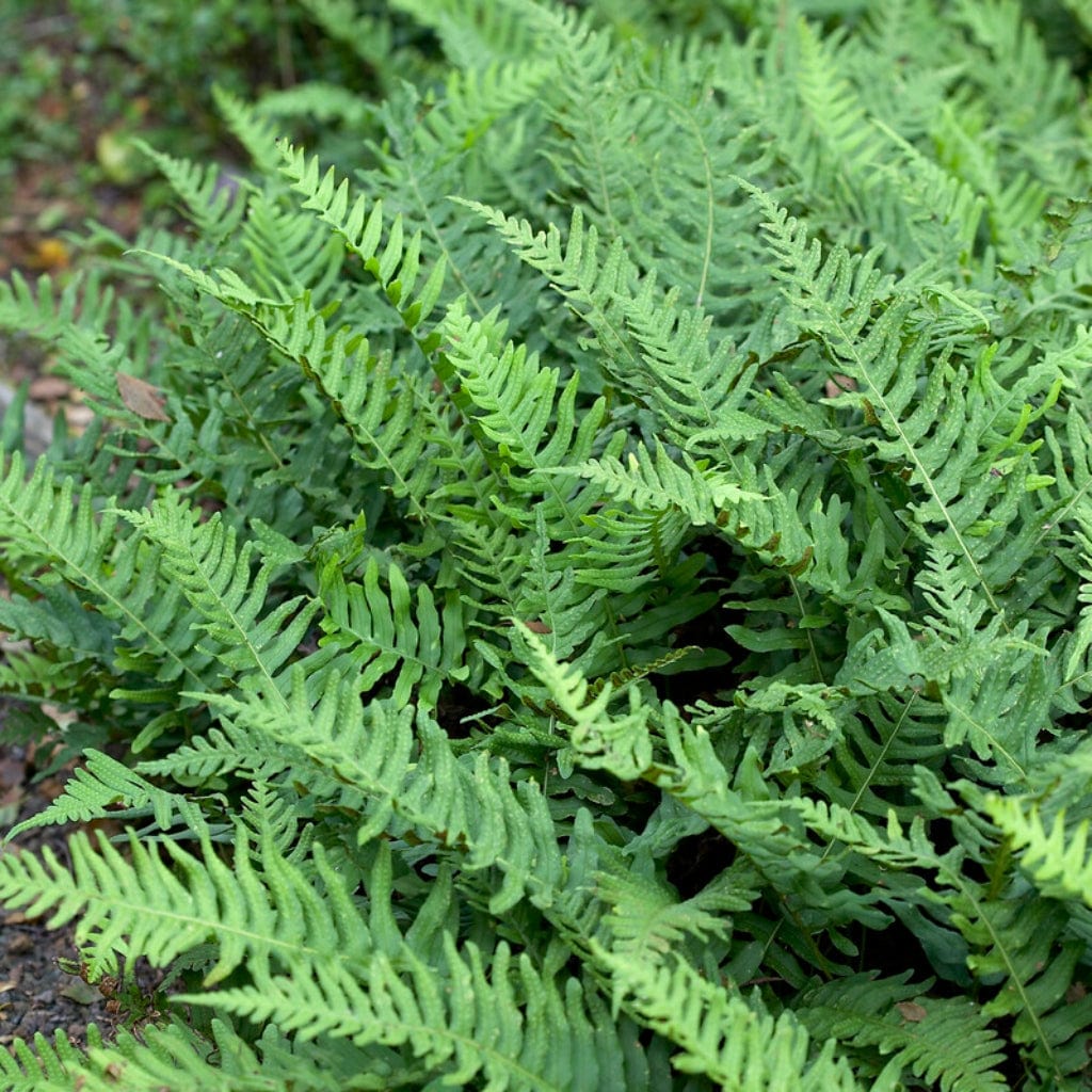 Common Polypody | Polypodium Vulgare - Roots Plants